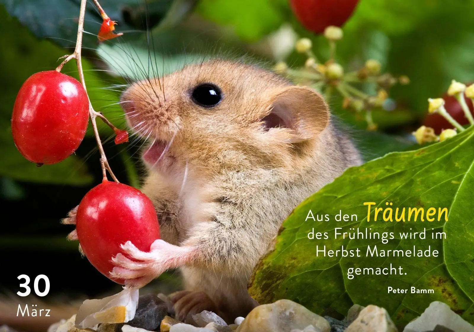 Bild: 9783629010933 | 365 mal tierisch gut drauf! | Pattloch Verlag | Taschenbuch | 384 S.
