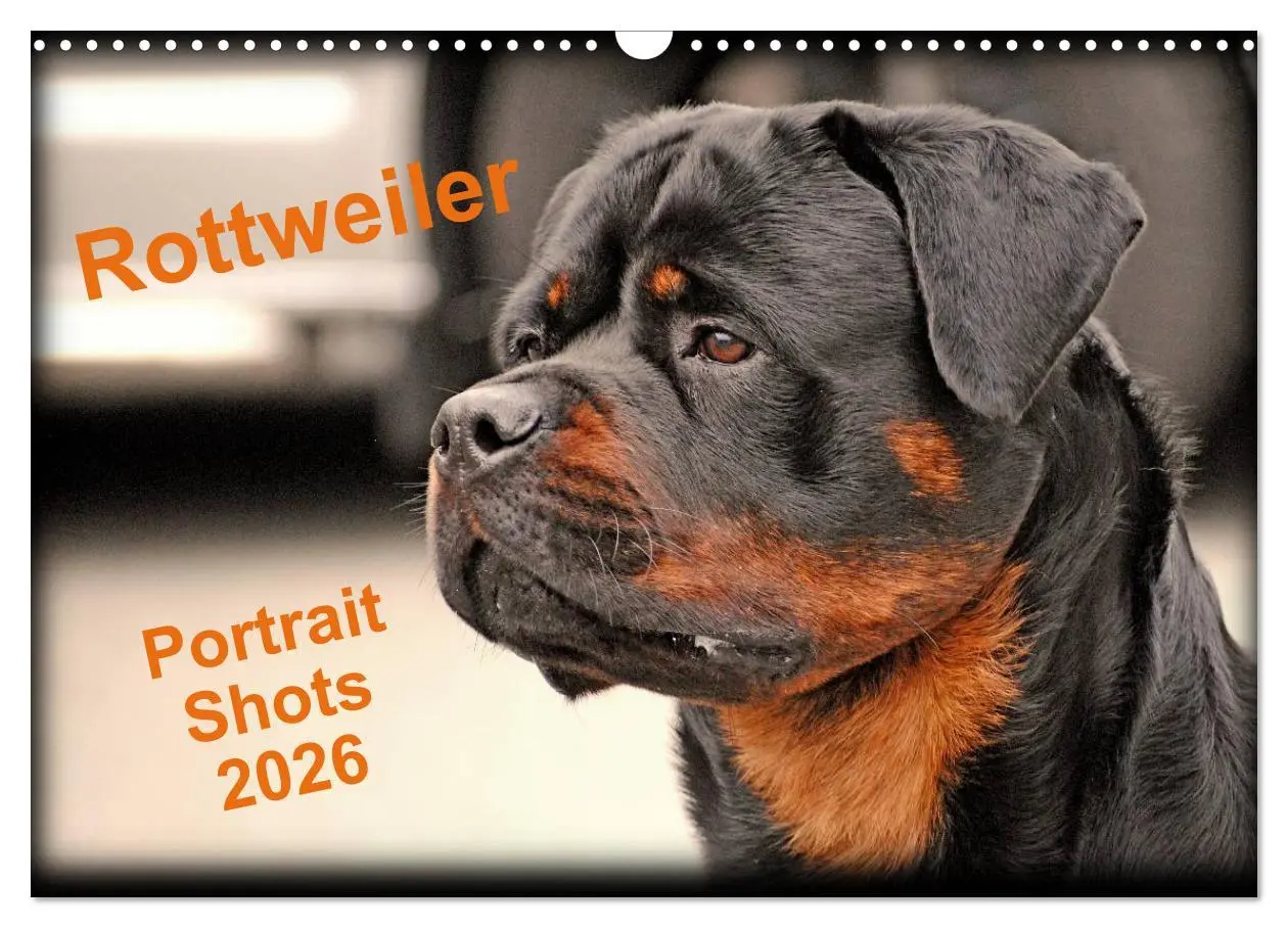 Cover: 9783516571233 | Rottweiler Portait Shots 2026 (Wall Calendar 2026 DIN A3...