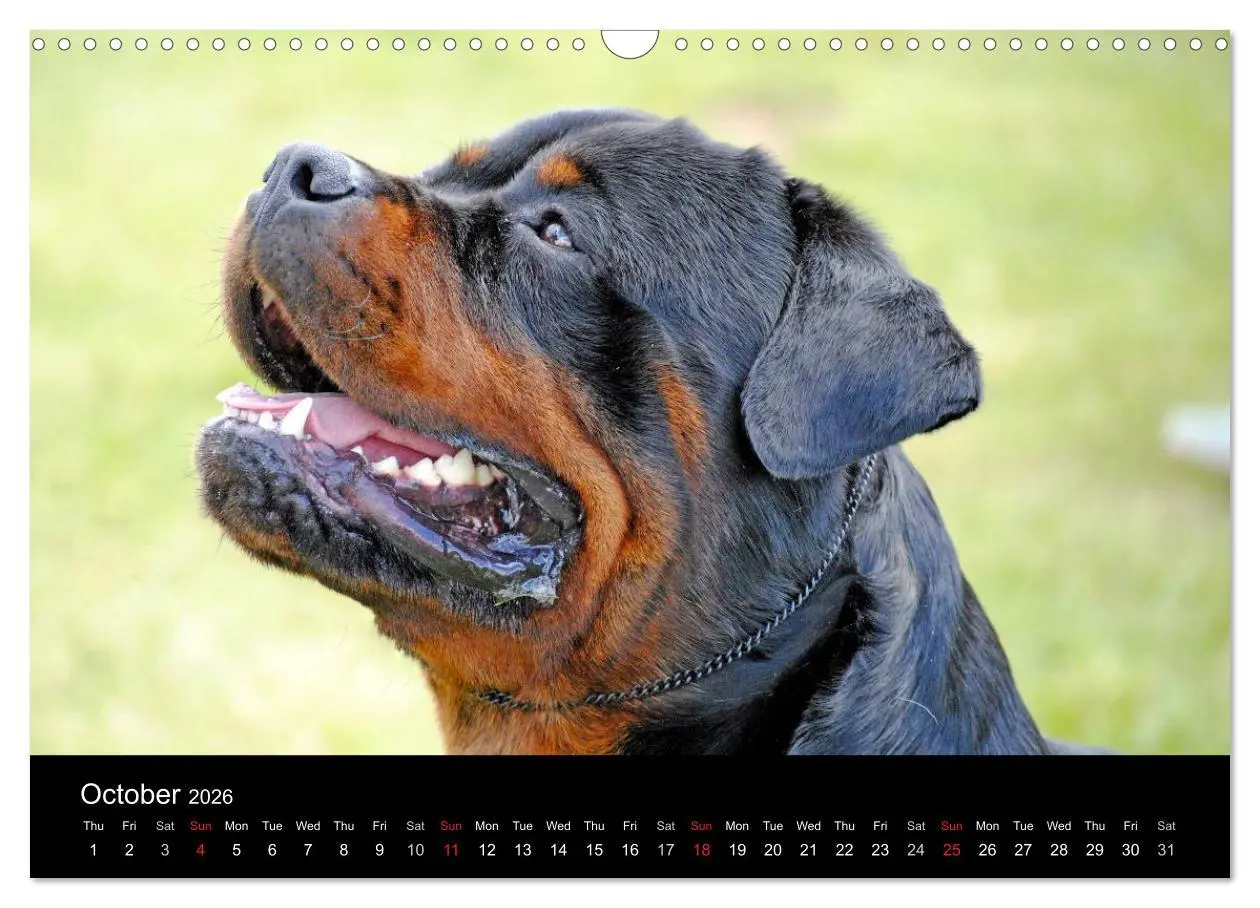 Bild: 9783516571233 | Rottweiler Portait Shots 2026 (Wall Calendar 2026 DIN A3...