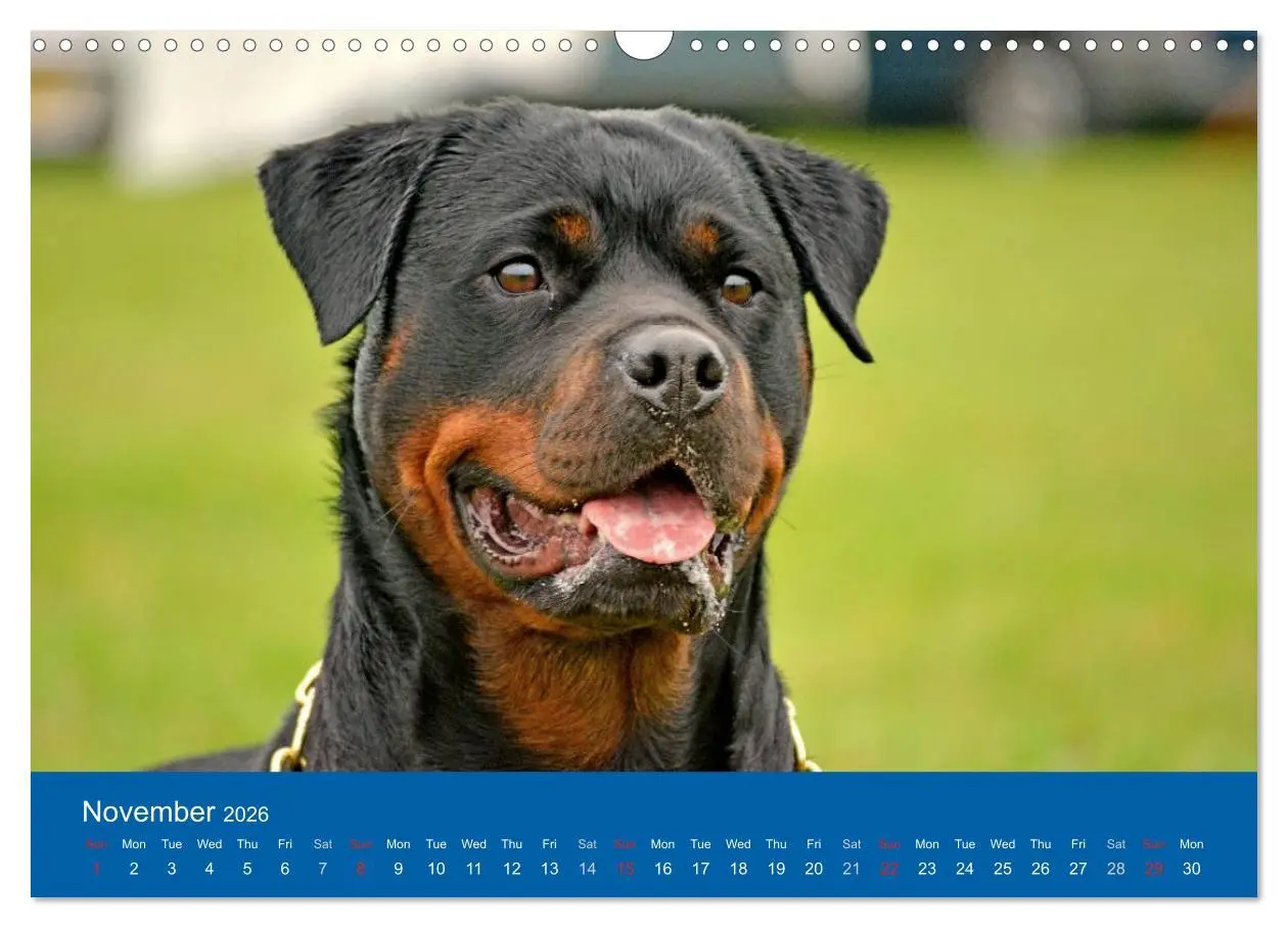 Bild: 9783516571233 | Rottweiler Portait Shots 2026 (Wall Calendar 2026 DIN A3...