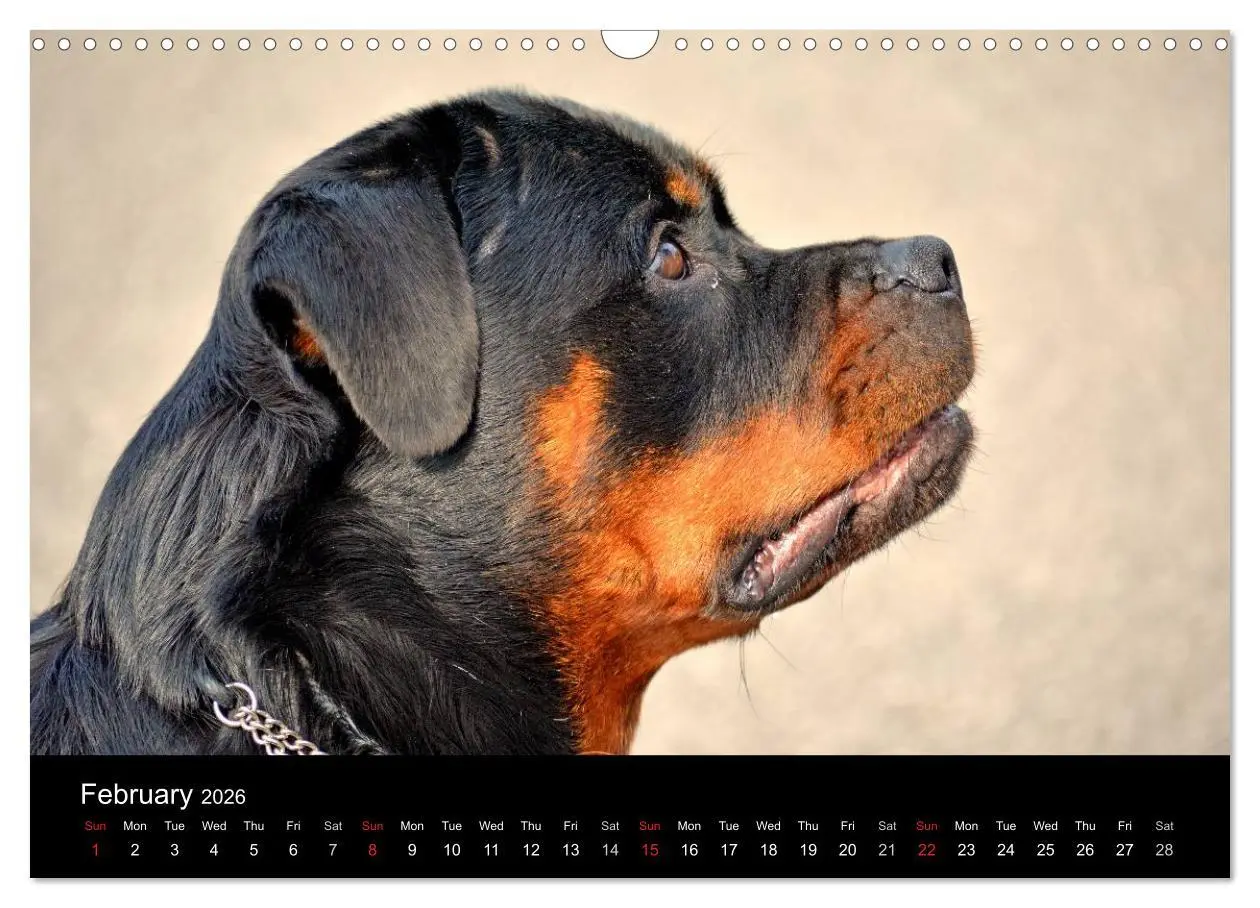 Bild: 9783516571233 | Rottweiler Portait Shots 2026 (Wall Calendar 2026 DIN A3...