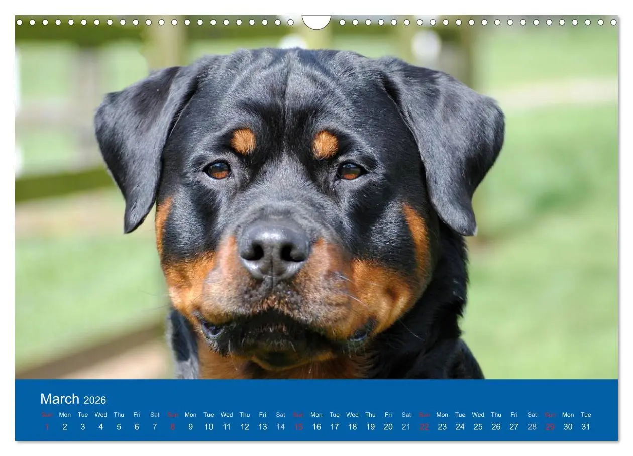 Bild: 9783516571233 | Rottweiler Portait Shots 2026 (Wall Calendar 2026 DIN A3...