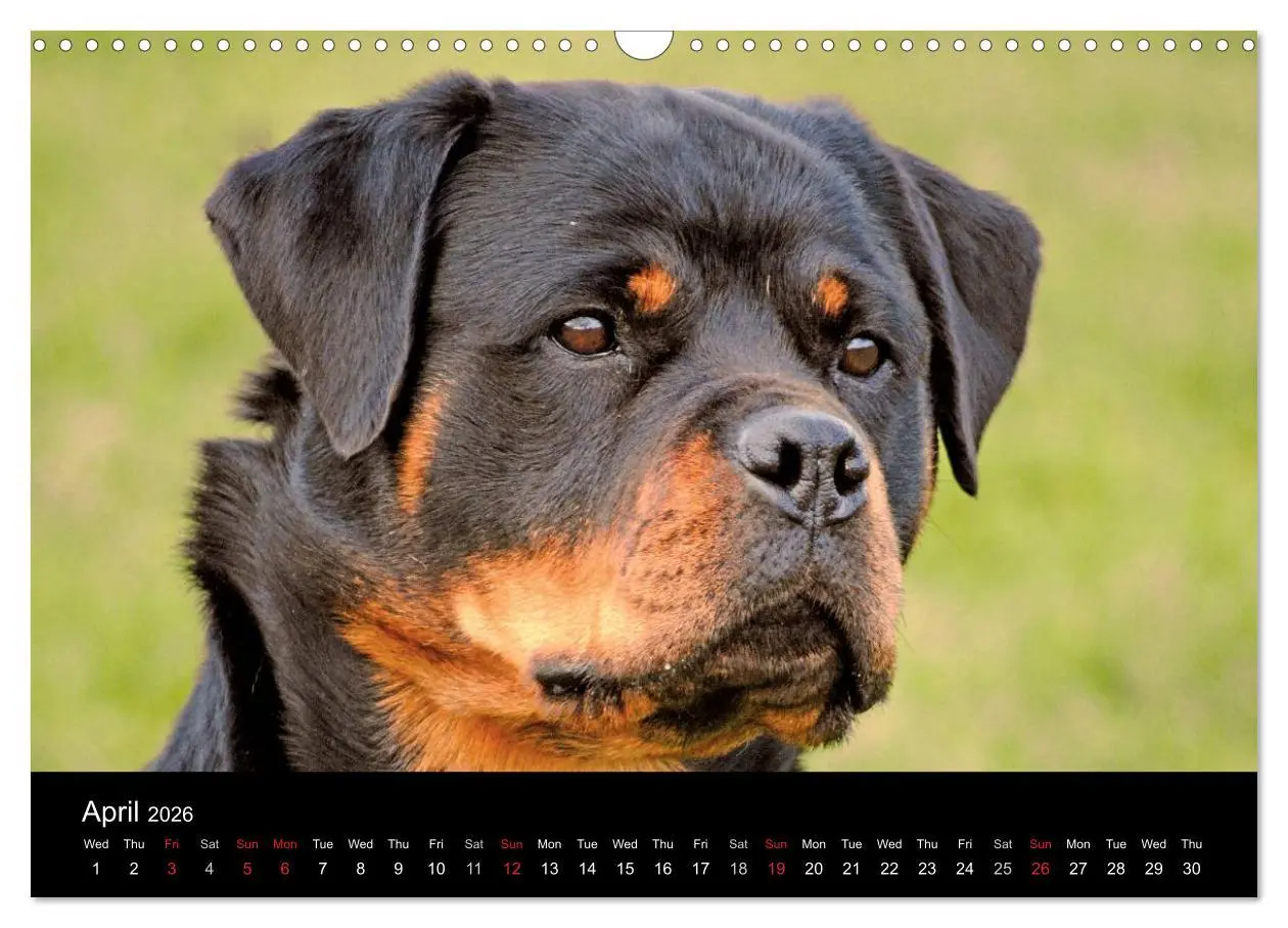 Bild: 9783516571233 | Rottweiler Portait Shots 2026 (Wall Calendar 2026 DIN A3...