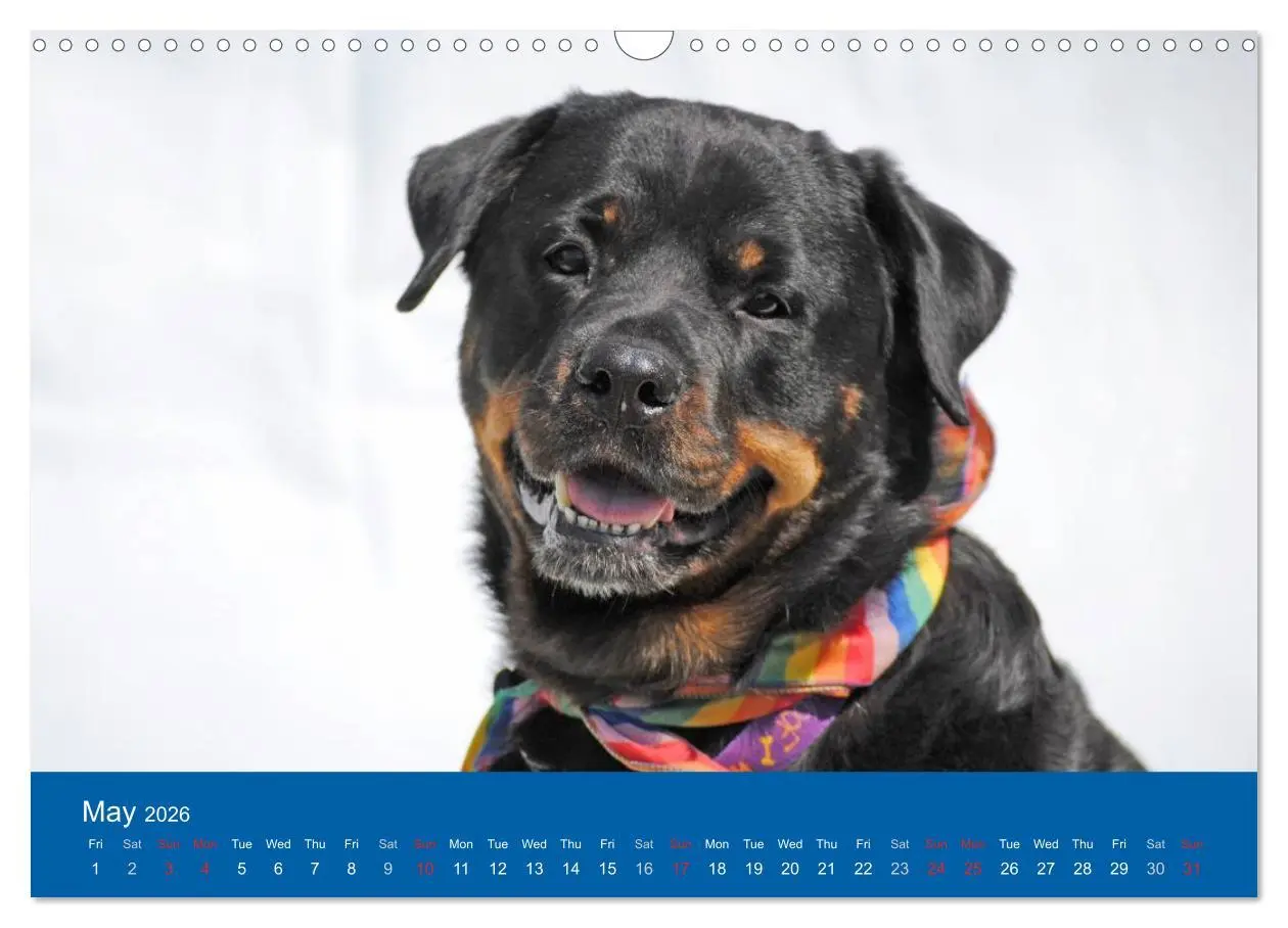 Bild: 9783516571233 | Rottweiler Portait Shots 2026 (Wall Calendar 2026 DIN A3...