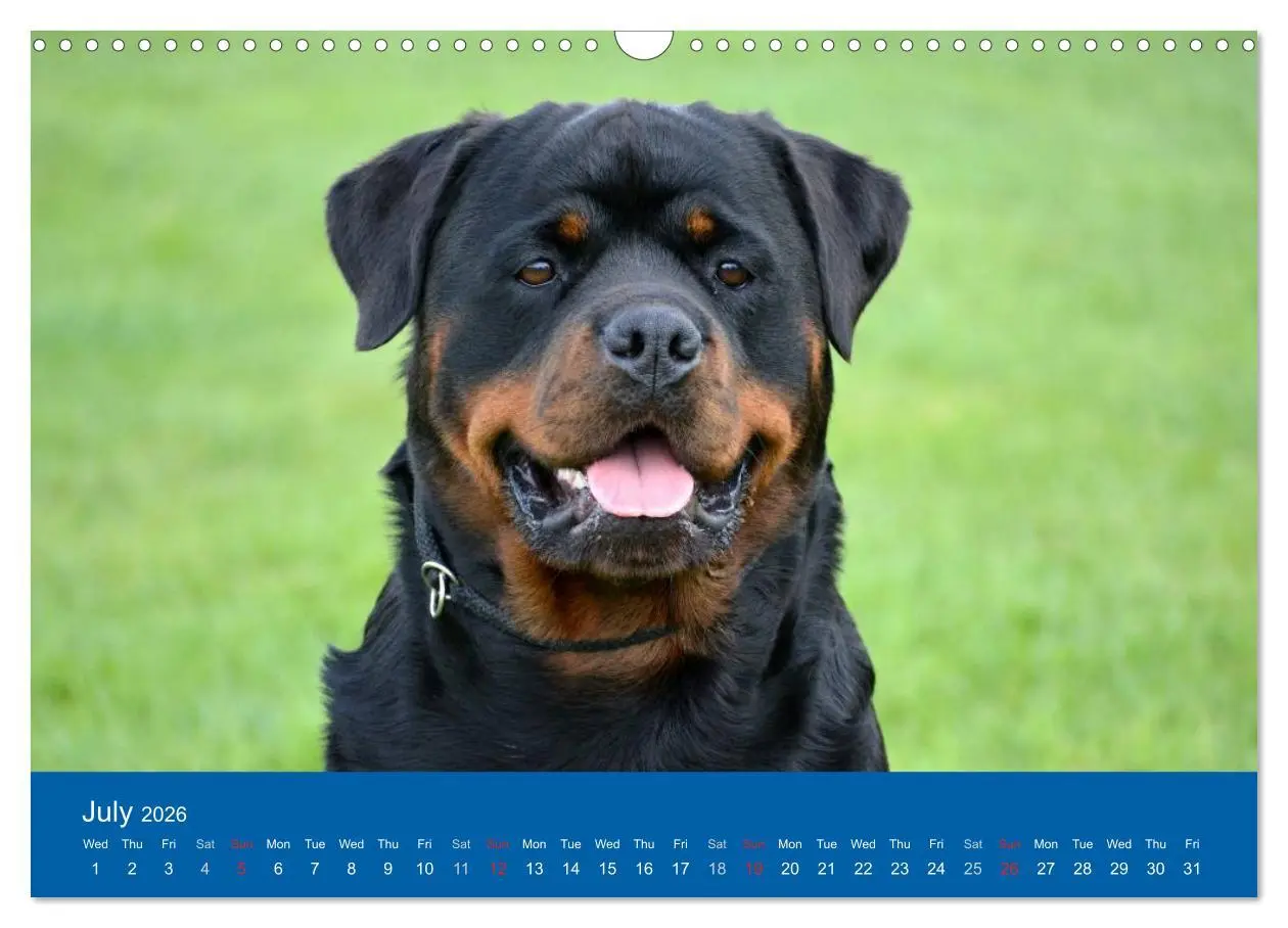 Bild: 9783516571233 | Rottweiler Portait Shots 2026 (Wall Calendar 2026 DIN A3...