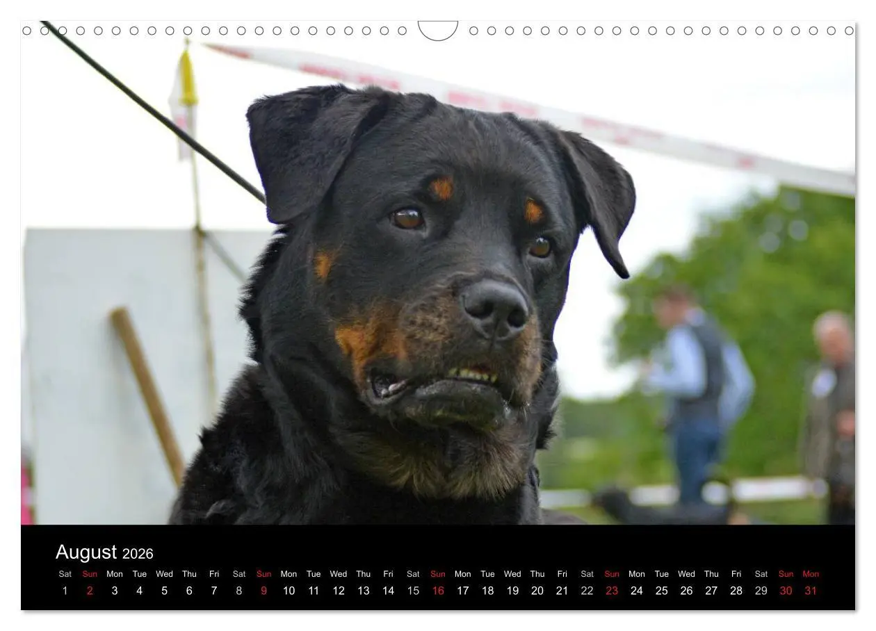 Bild: 9783516571233 | Rottweiler Portait Shots 2026 (Wall Calendar 2026 DIN A3...