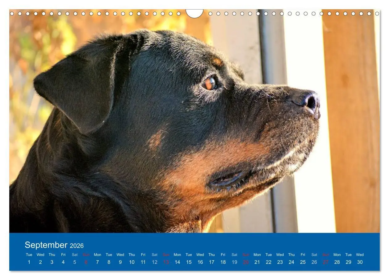Bild: 9783516571233 | Rottweiler Portait Shots 2026 (Wall Calendar 2026 DIN A3...
