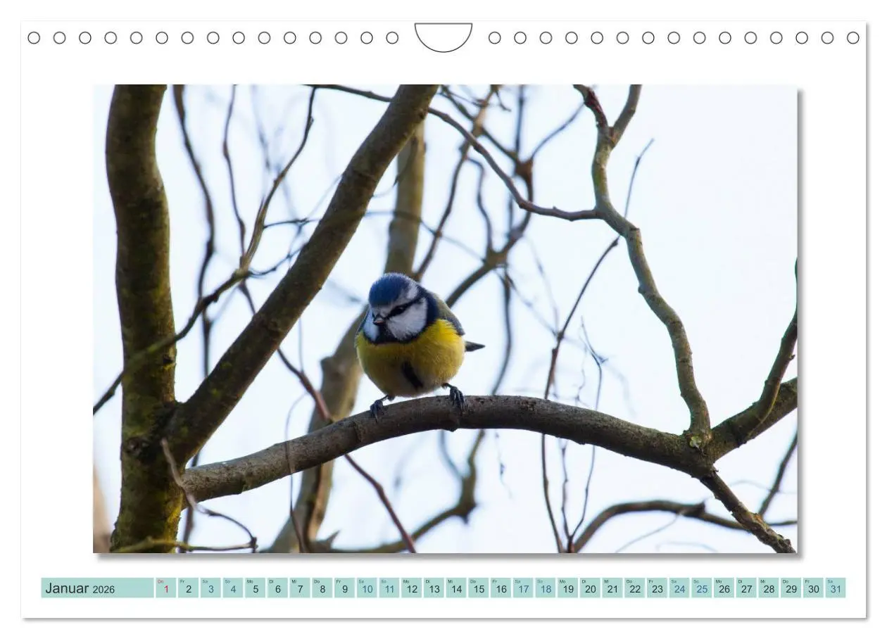 Bild: 9783516001433 | Augenblicke im Müritz Nationalpark (Wandkalender 2026 DIN A4 quer),...