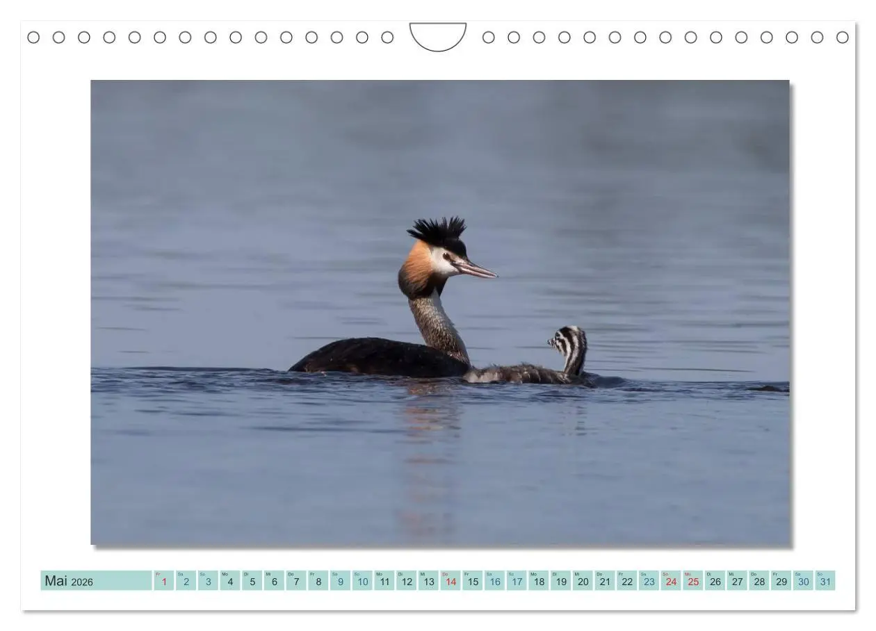 Bild: 9783516001433 | Augenblicke im Müritz Nationalpark (Wandkalender 2026 DIN A4 quer),...