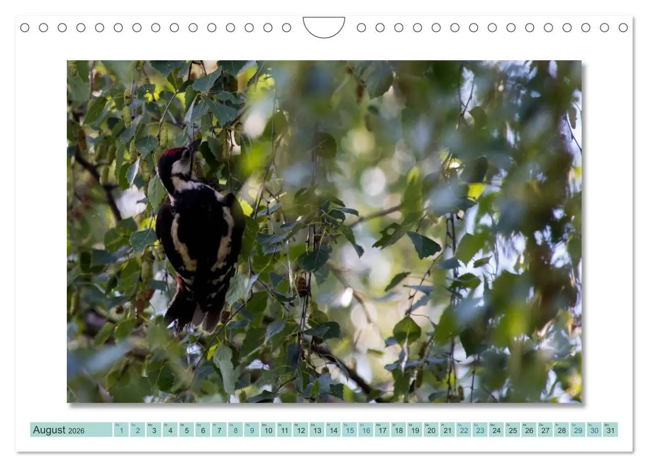 Bild: 9783516001433 | Augenblicke im Müritz Nationalpark (Wandkalender 2026 DIN A4 quer),...