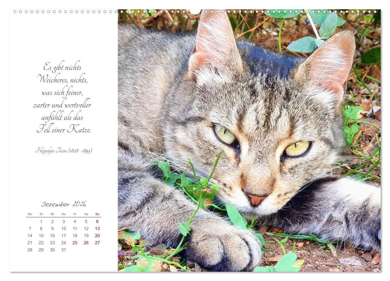 Bild: 9783457441633 | Catlovers - Ein Jahr voller Samtpfoten und charmanten Weisheiten...