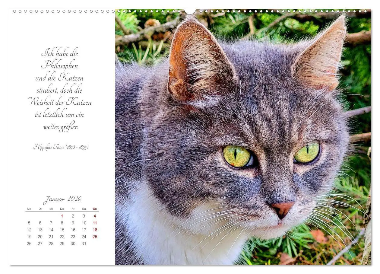 Bild: 9783457441633 | Catlovers - Ein Jahr voller Samtpfoten und charmanten Weisheiten...