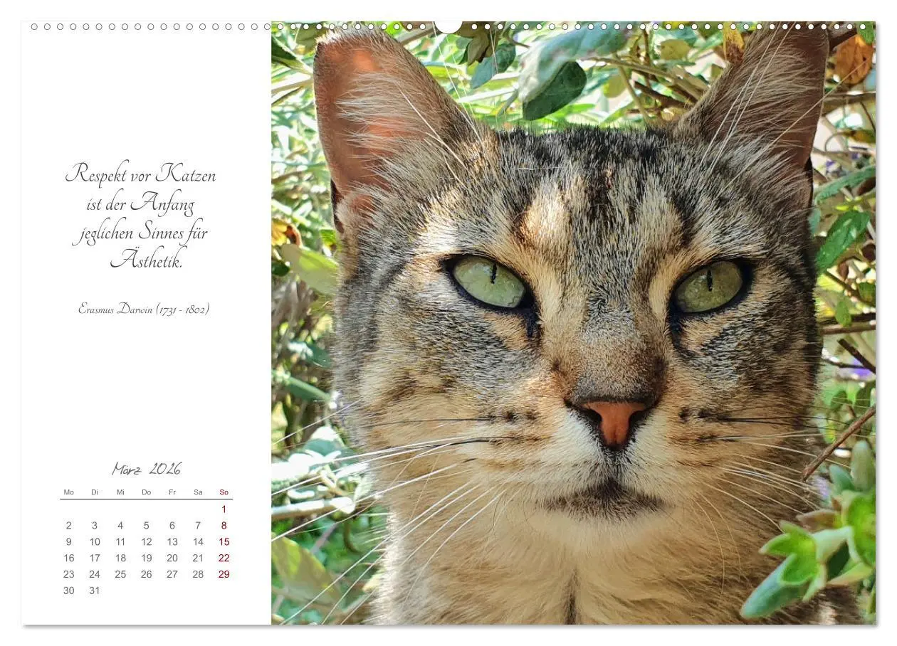 Bild: 9783457441633 | Catlovers - Ein Jahr voller Samtpfoten und charmanten Weisheiten...