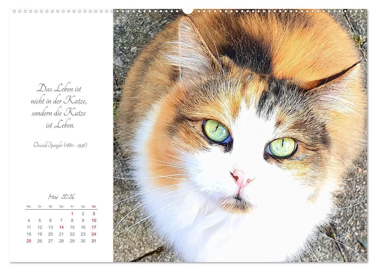 Bild: 9783457441633 | Catlovers - Ein Jahr voller Samtpfoten und charmanten Weisheiten...