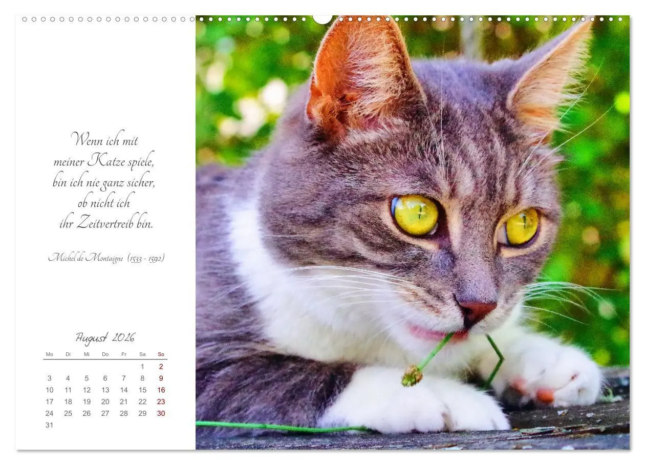 Bild: 9783457441633 | Catlovers - Ein Jahr voller Samtpfoten und charmanten Weisheiten...