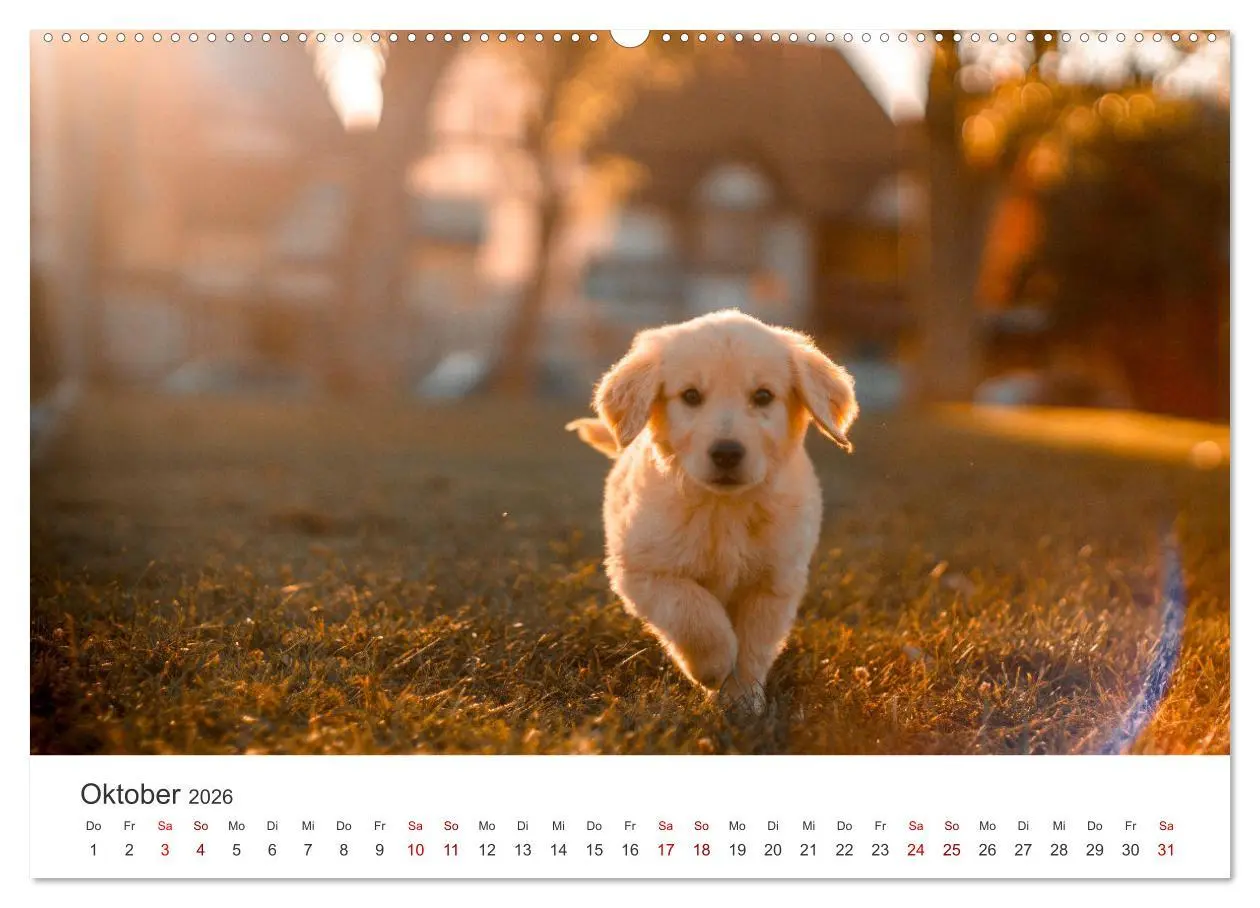 Bild: 9783457421833 | Golden Retriever - Die treuen Begleiter. (hochwertiger Premium...