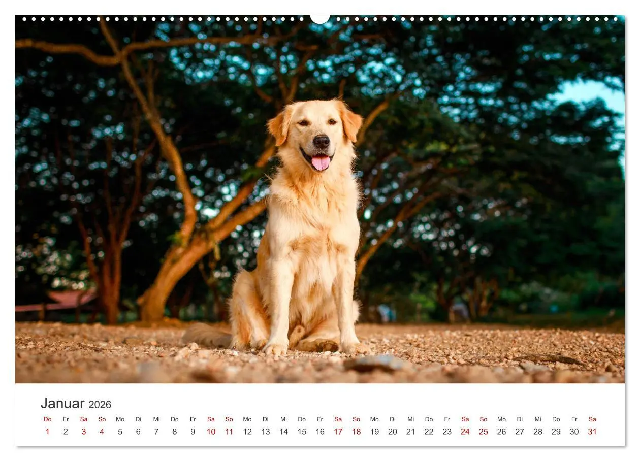 Bild: 9783457421833 | Golden Retriever - Die treuen Begleiter. (hochwertiger Premium...