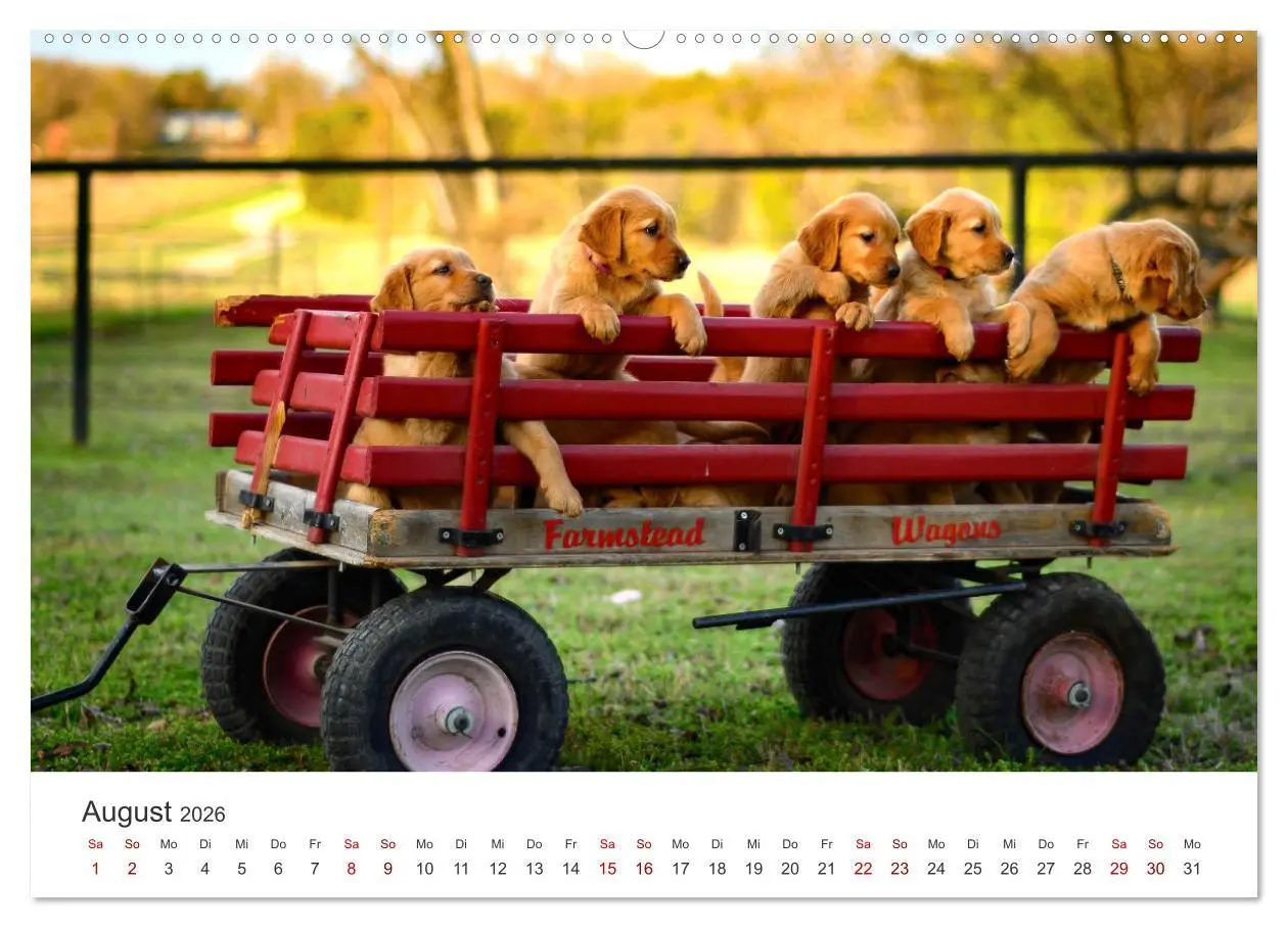 Bild: 9783457421833 | Golden Retriever - Die treuen Begleiter. (hochwertiger Premium...