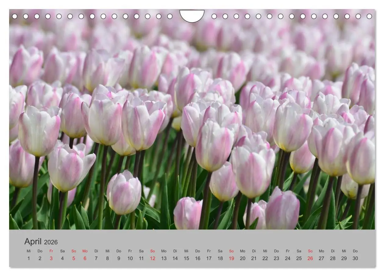 Bild: 9783457971833 | Impressionen von Texel (Wandkalender 2026 DIN A4 quer), CALVENDO...