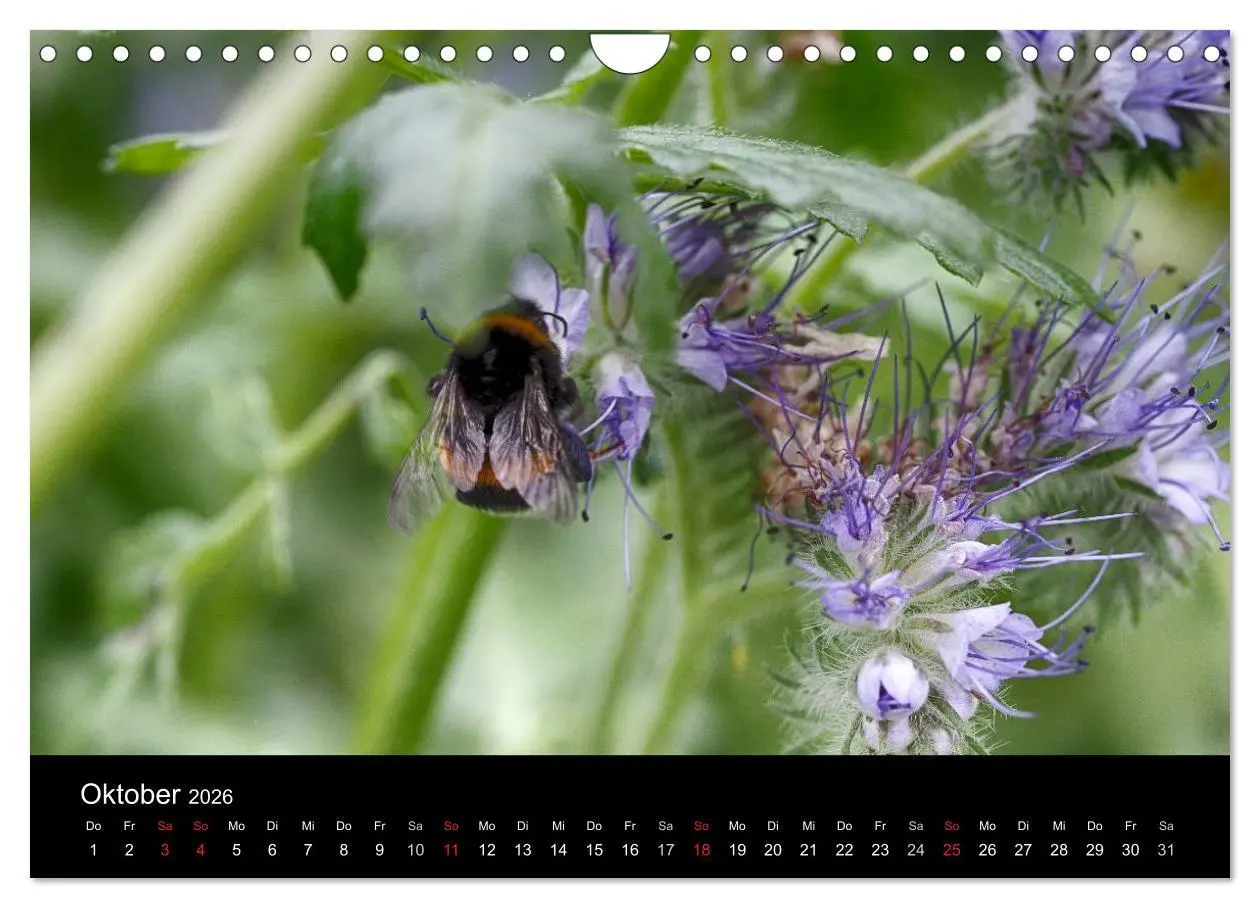 Bild: 9783516131833 | Hummelflug (Wandkalender 2026 DIN A4 quer), CALVENDO Monatskalender