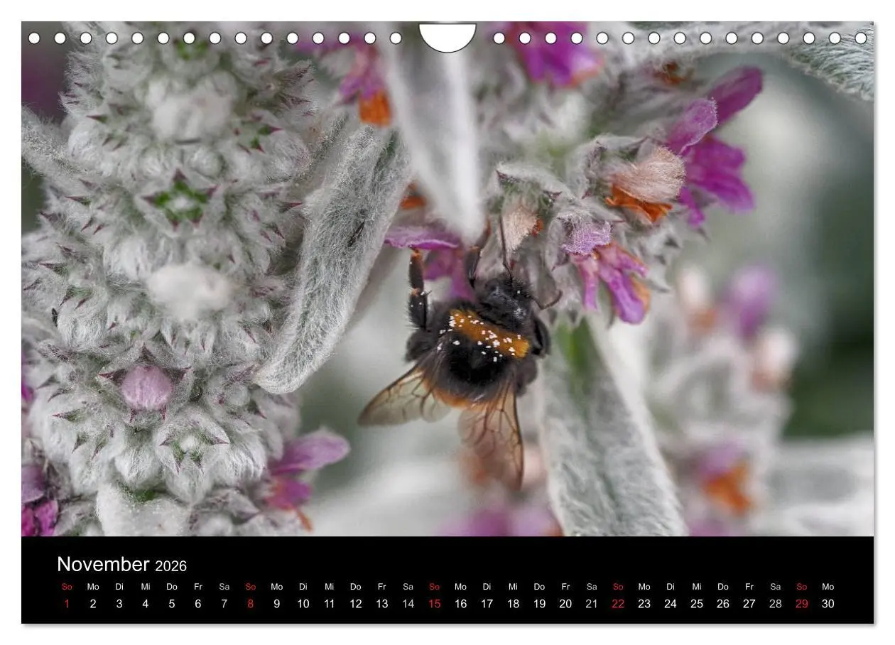 Bild: 9783516131833 | Hummelflug (Wandkalender 2026 DIN A4 quer), CALVENDO Monatskalender