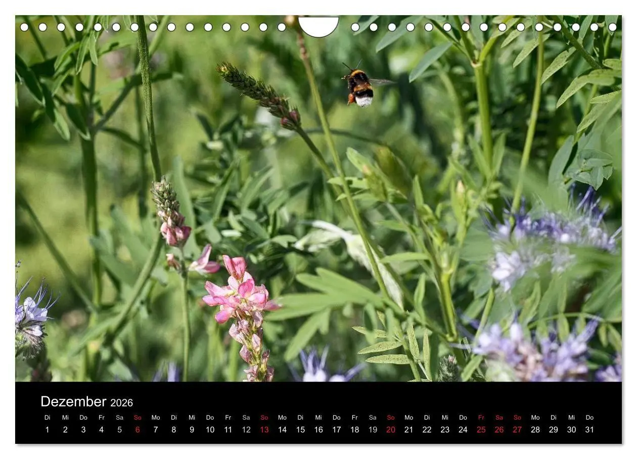 Bild: 9783516131833 | Hummelflug (Wandkalender 2026 DIN A4 quer), CALVENDO Monatskalender