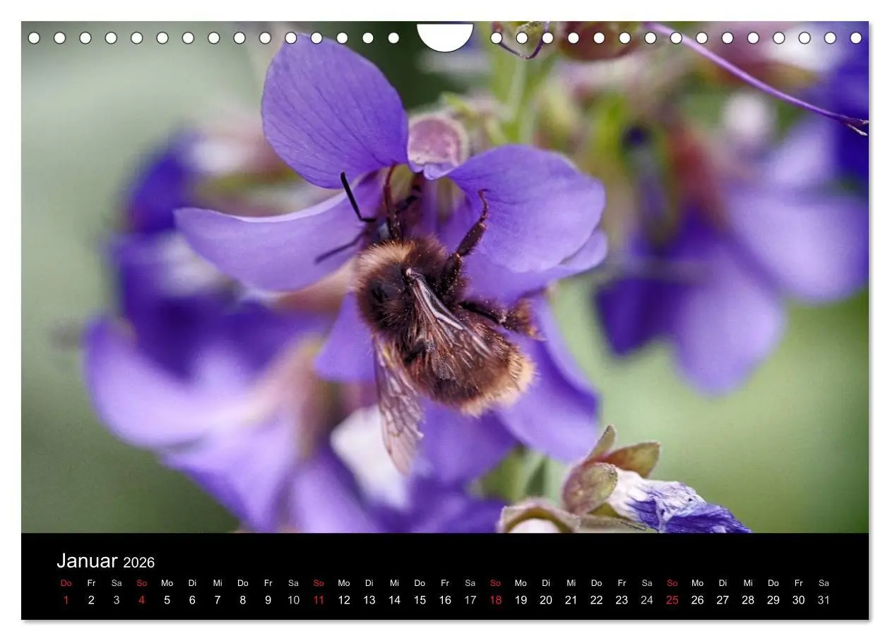 Bild: 9783516131833 | Hummelflug (Wandkalender 2026 DIN A4 quer), CALVENDO Monatskalender