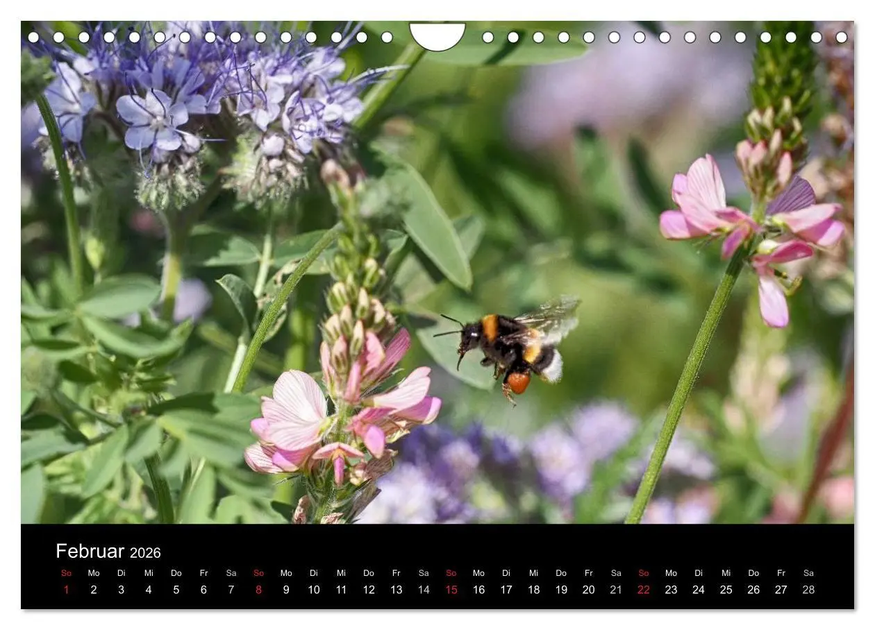 Bild: 9783516131833 | Hummelflug (Wandkalender 2026 DIN A4 quer), CALVENDO Monatskalender