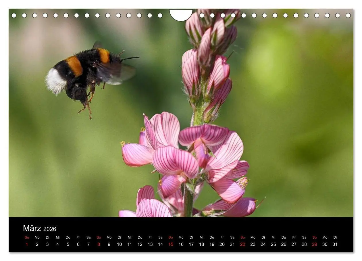 Bild: 9783516131833 | Hummelflug (Wandkalender 2026 DIN A4 quer), CALVENDO Monatskalender