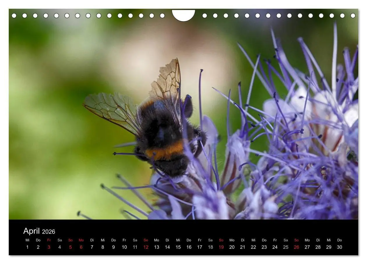 Bild: 9783516131833 | Hummelflug (Wandkalender 2026 DIN A4 quer), CALVENDO Monatskalender