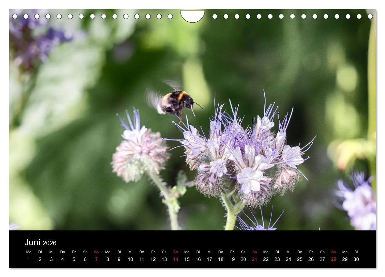 Bild: 9783516131833 | Hummelflug (Wandkalender 2026 DIN A4 quer), CALVENDO Monatskalender