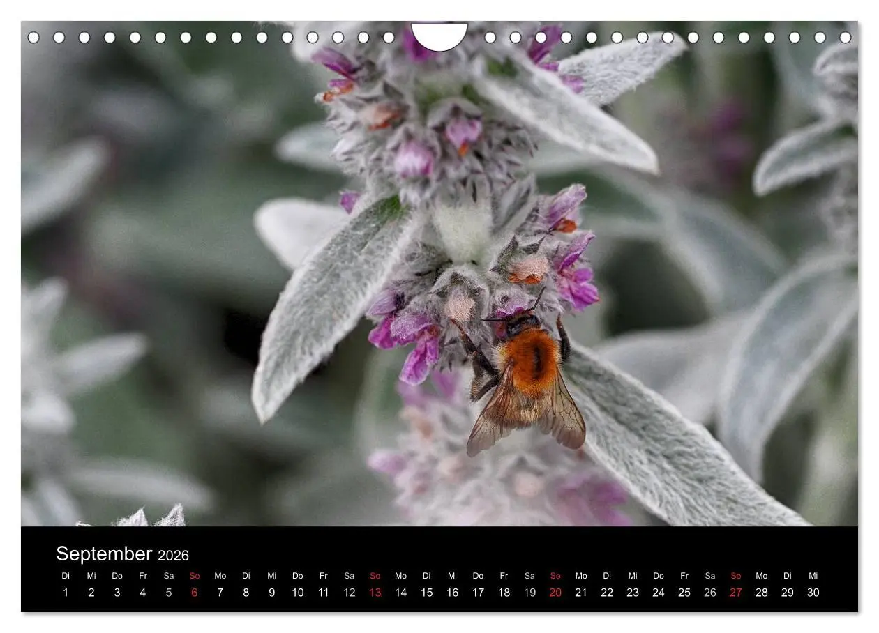 Bild: 9783516131833 | Hummelflug (Wandkalender 2026 DIN A4 quer), CALVENDO Monatskalender