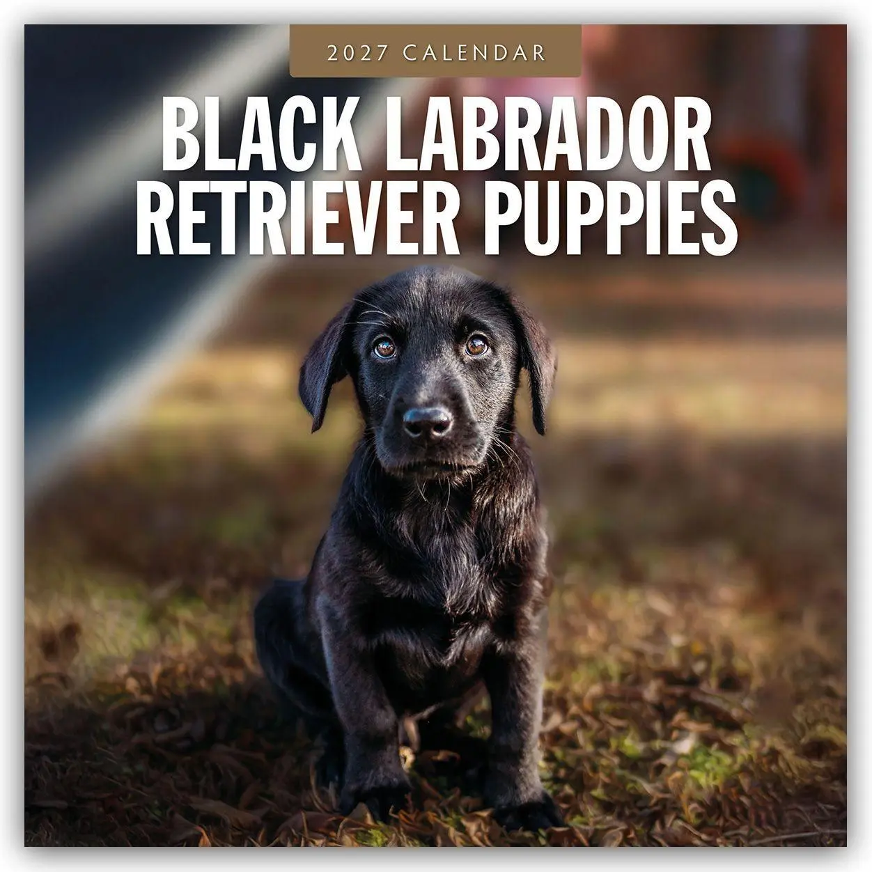 Cover: 9781837011933 | Black Labrador Retriever Puppies - Schwarze Labrador Retriever...