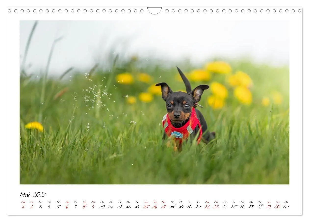 Bild: 9783569521933 | Prager Rattler - Black and Tan - Kleine Hunde ganz groß...