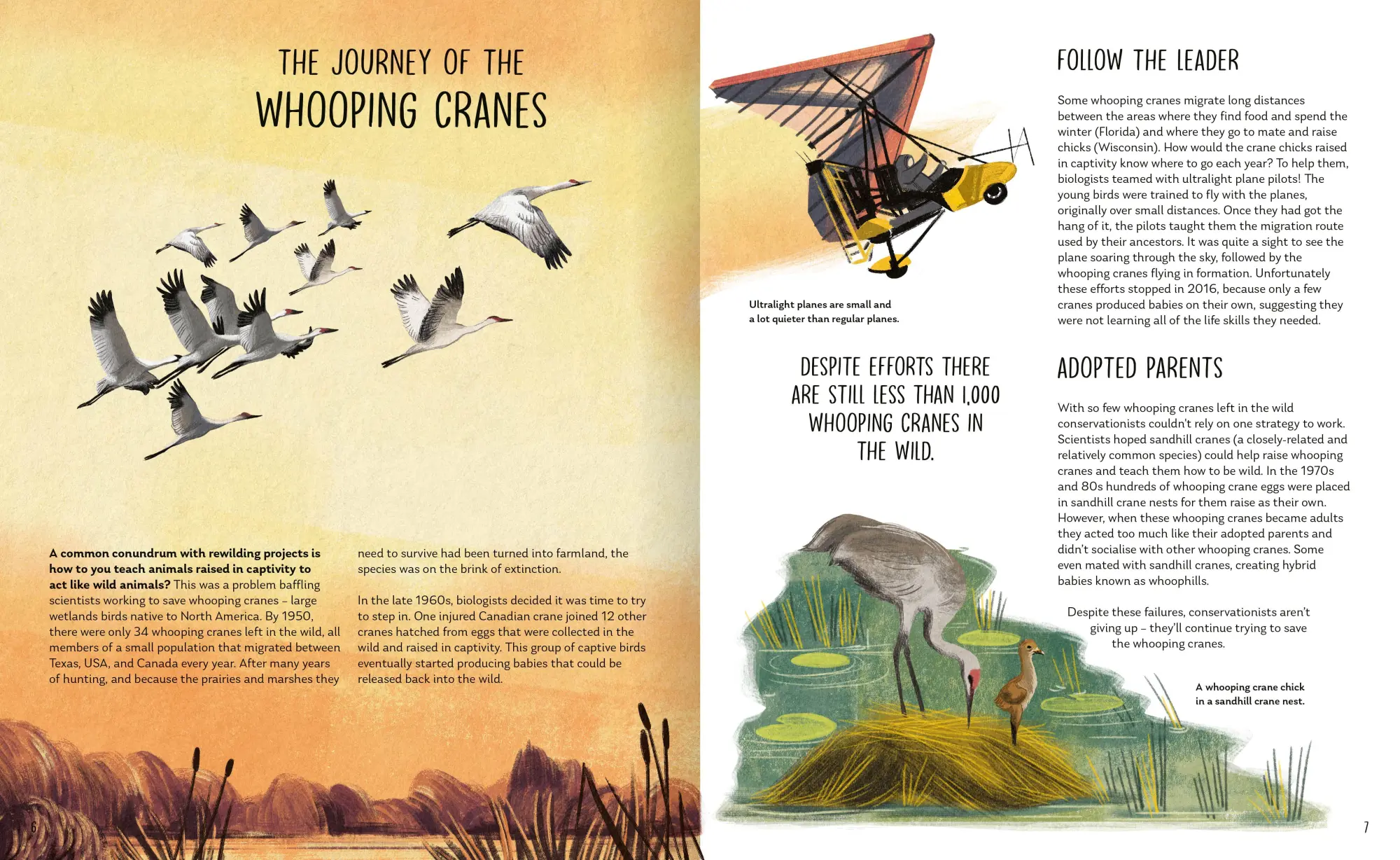 Bild: 9781838992033 | Rewilding | Bringing Wildlife Back Where It Belongs | Steen (u. a.)