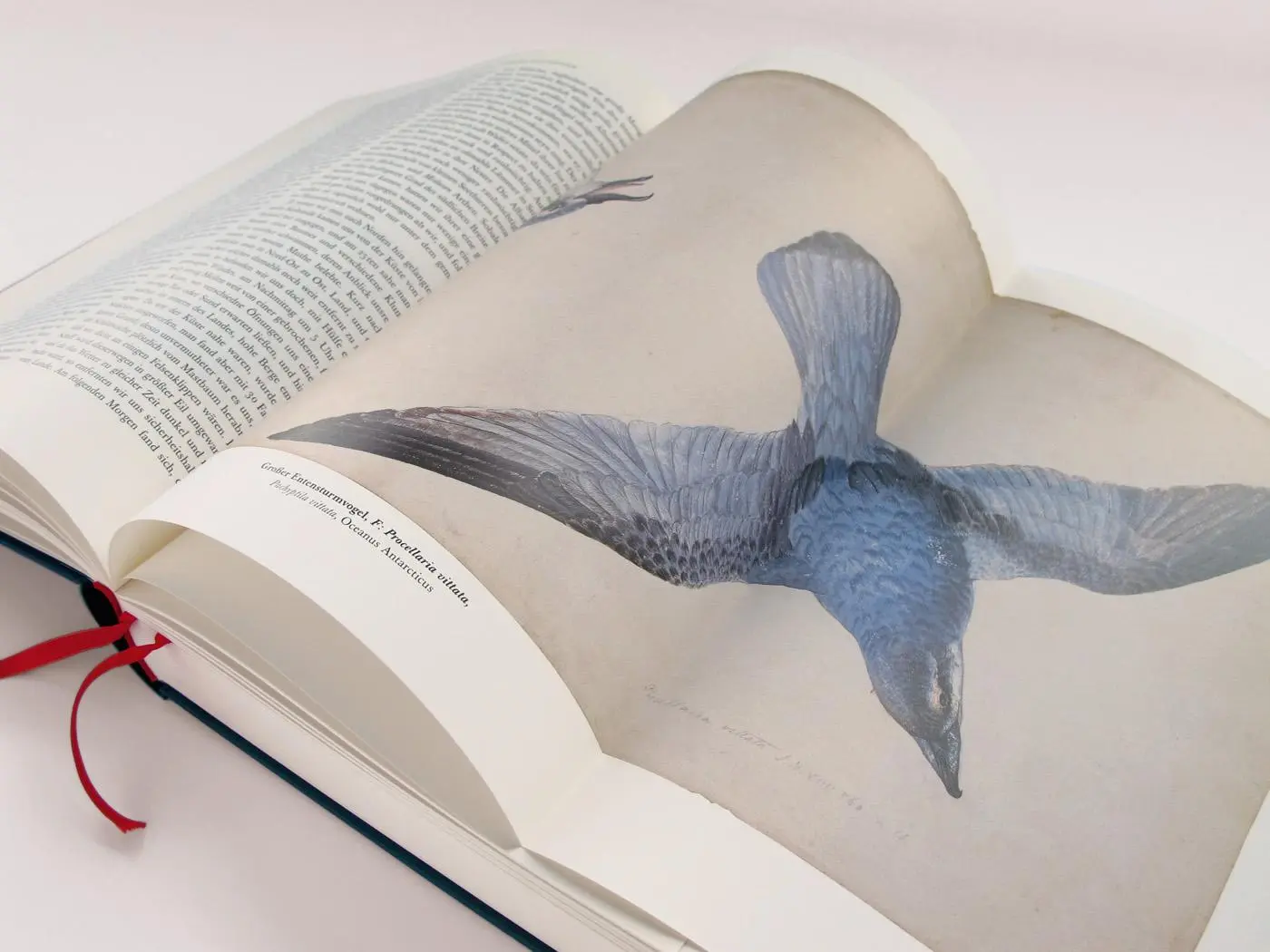 Bild: 9783821862033 | Reise um die Welt | Illustriert von eigener Hand | Georg Forster