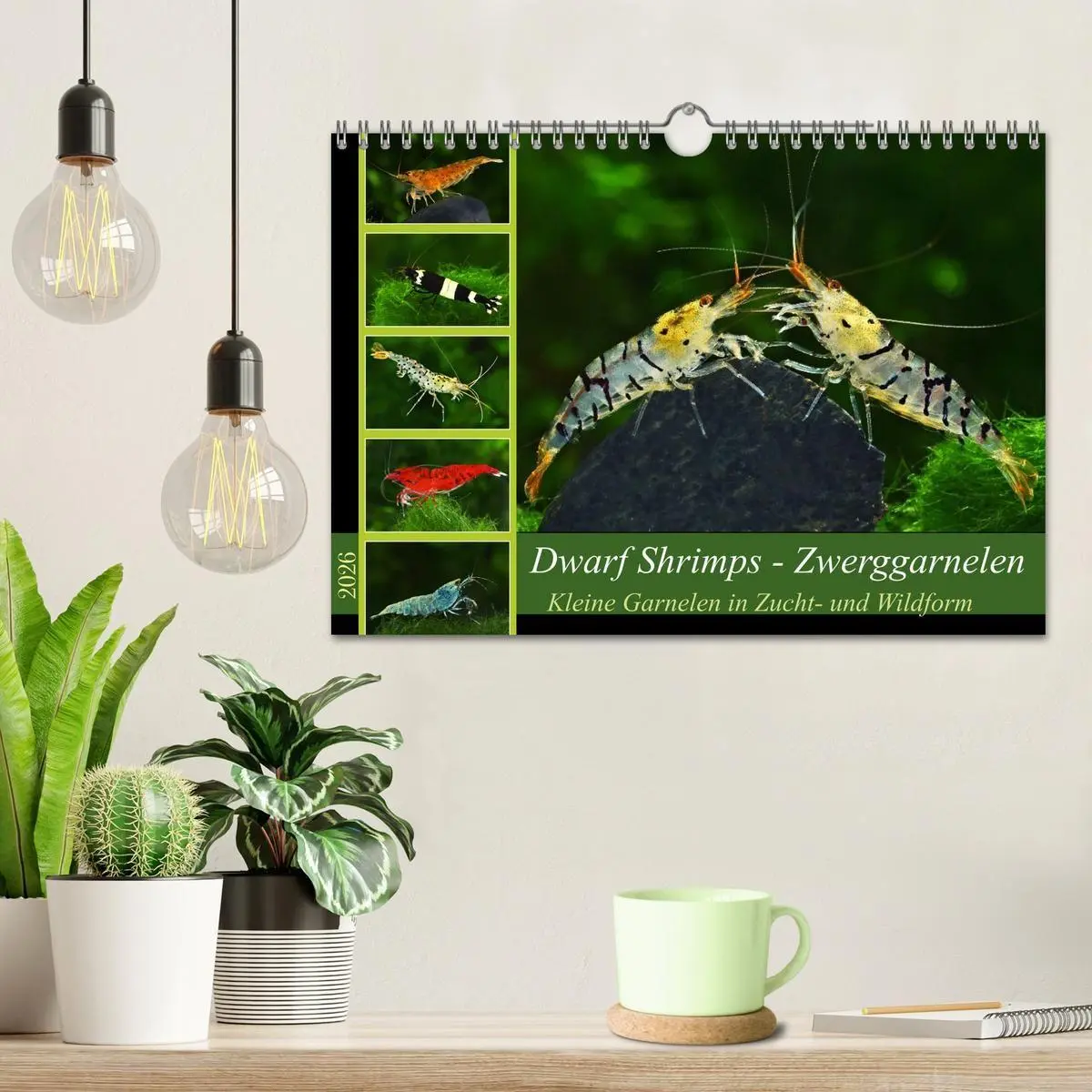 Bild: 9783457532133 | Dwarf Shrimps - Zwerggarnelen (Wandkalender 2026 DIN A4 quer),...