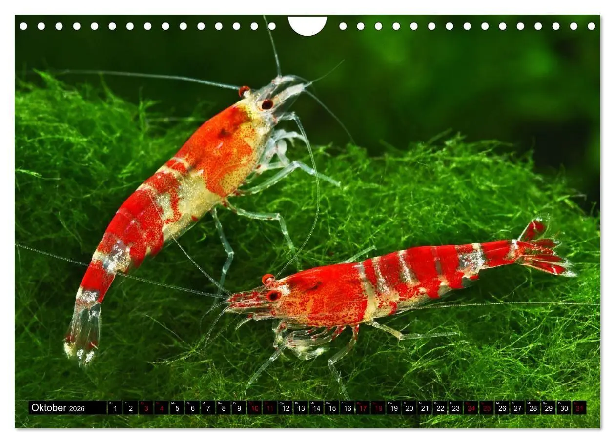 Bild: 9783457532133 | Dwarf Shrimps - Zwerggarnelen (Wandkalender 2026 DIN A4 quer),...