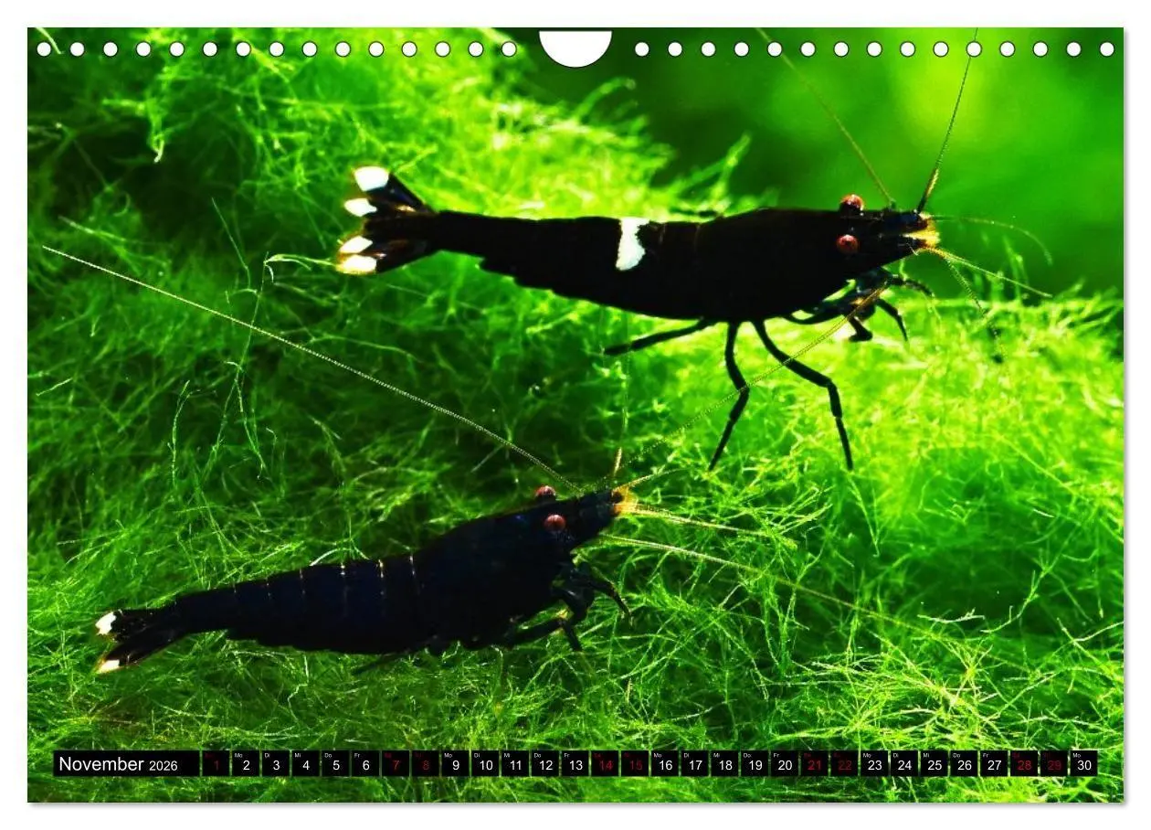 Bild: 9783457532133 | Dwarf Shrimps - Zwerggarnelen (Wandkalender 2026 DIN A4 quer),...