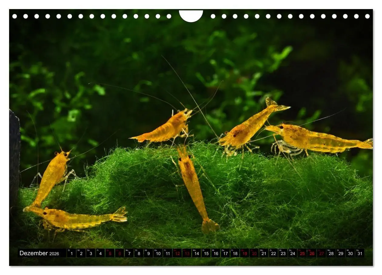 Bild: 9783457532133 | Dwarf Shrimps - Zwerggarnelen (Wandkalender 2026 DIN A4 quer),...