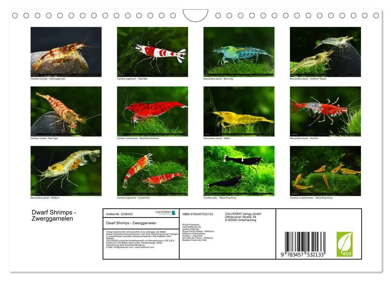 Bild: 9783457532133 | Dwarf Shrimps - Zwerggarnelen (Wandkalender 2026 DIN A4 quer),...