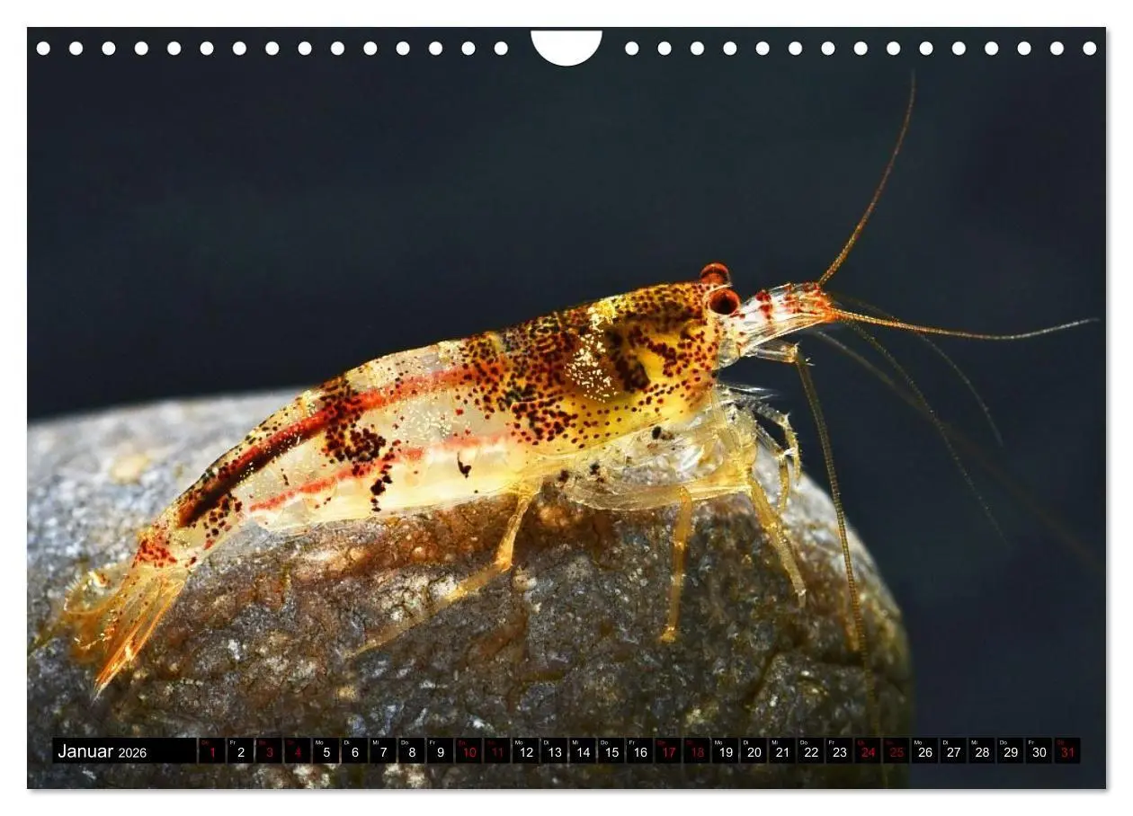 Bild: 9783457532133 | Dwarf Shrimps - Zwerggarnelen (Wandkalender 2026 DIN A4 quer),...