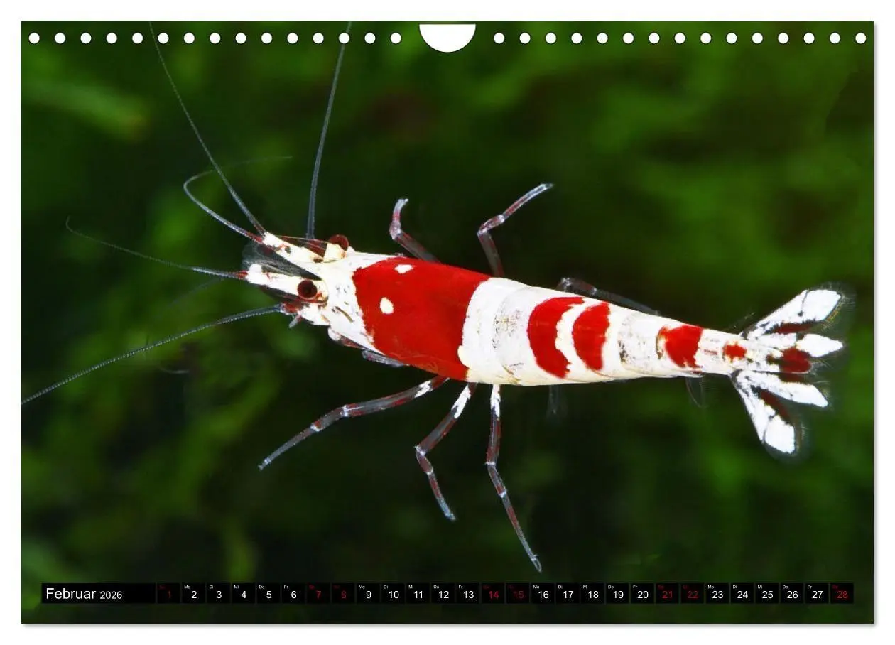 Bild: 9783457532133 | Dwarf Shrimps - Zwerggarnelen (Wandkalender 2026 DIN A4 quer),...