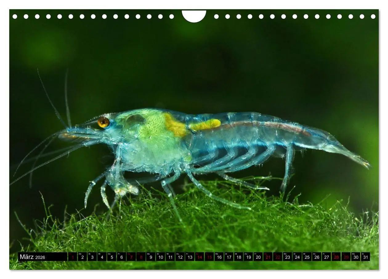 Bild: 9783457532133 | Dwarf Shrimps - Zwerggarnelen (Wandkalender 2026 DIN A4 quer),...