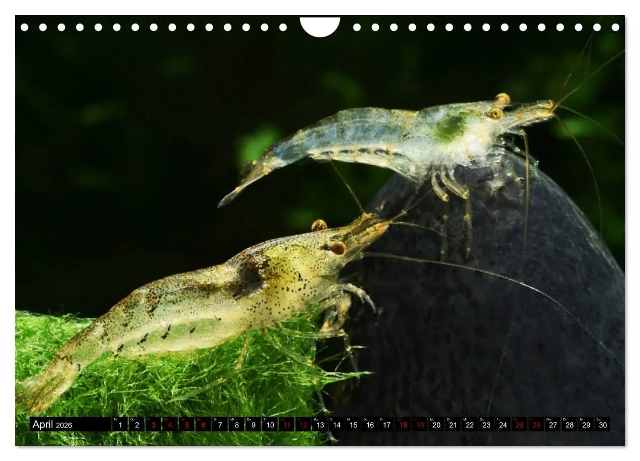 Bild: 9783457532133 | Dwarf Shrimps - Zwerggarnelen (Wandkalender 2026 DIN A4 quer),...