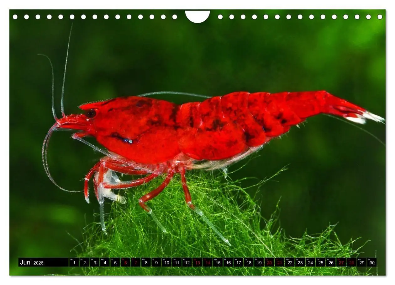 Bild: 9783457532133 | Dwarf Shrimps - Zwerggarnelen (Wandkalender 2026 DIN A4 quer),...