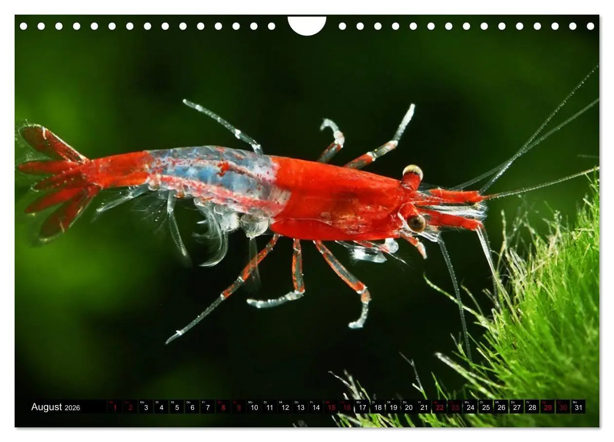 Bild: 9783457532133 | Dwarf Shrimps - Zwerggarnelen (Wandkalender 2026 DIN A4 quer),...