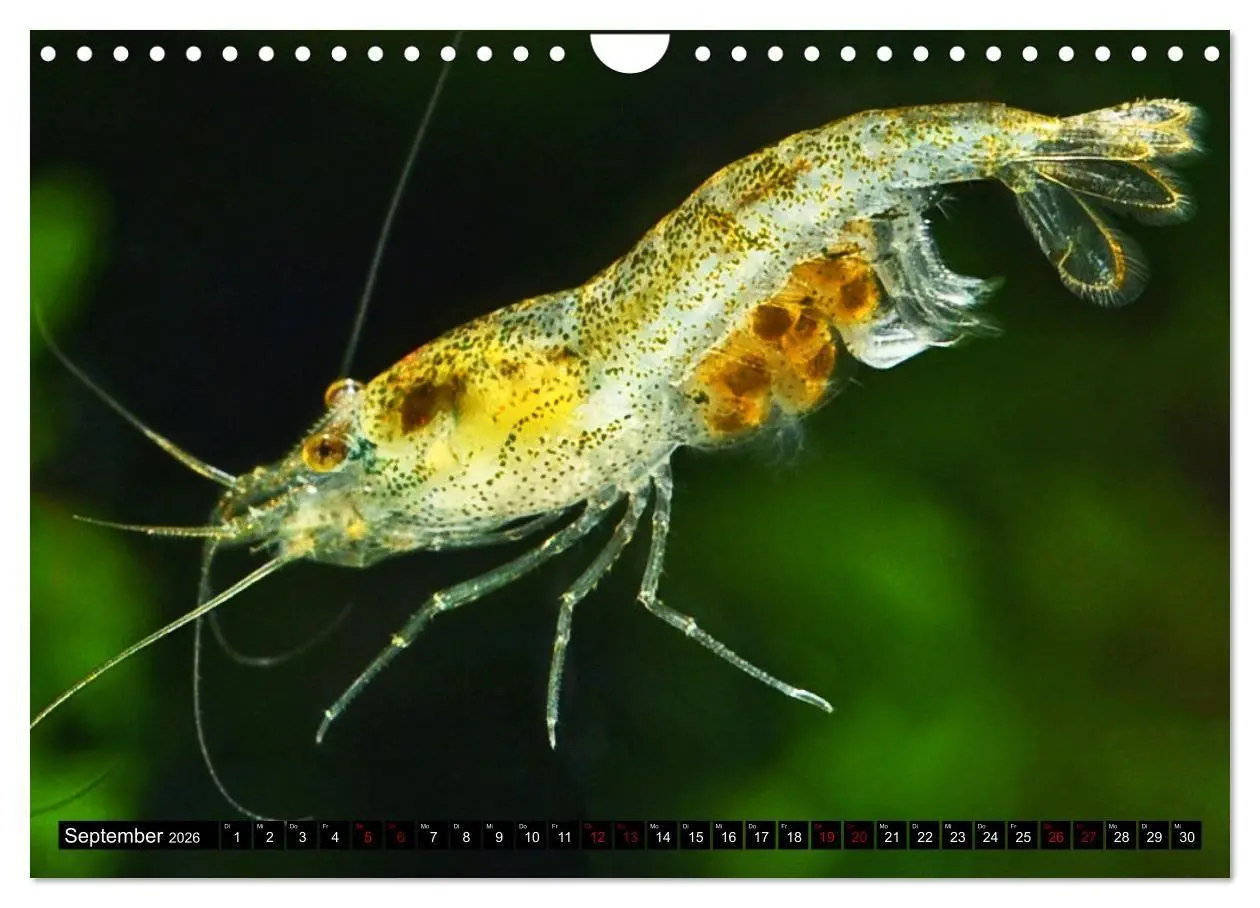 Bild: 9783457532133 | Dwarf Shrimps - Zwerggarnelen (Wandkalender 2026 DIN A4 quer),...