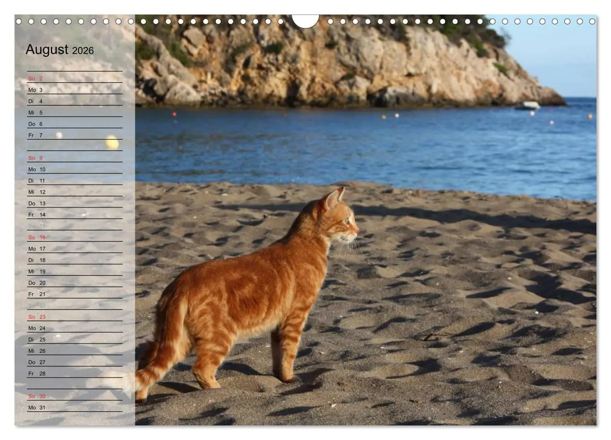 Bild: 9783516172133 | Zauberhaftes Ibiza - Terminplaner (Wandkalender 2026 DIN A3 quer),...
