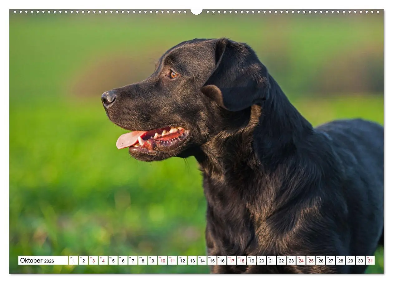 Bild: 9783457452233 | Labrador Retriever - Ein Freund für´s Leben (hochwertiger Premium...